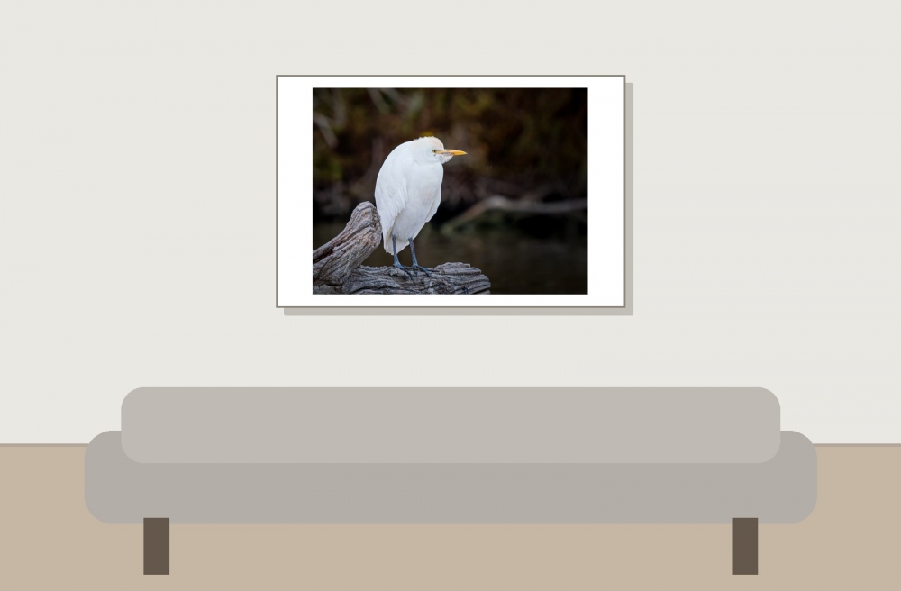 Ardea Ibis — 20251201 — 60 × 40 cm