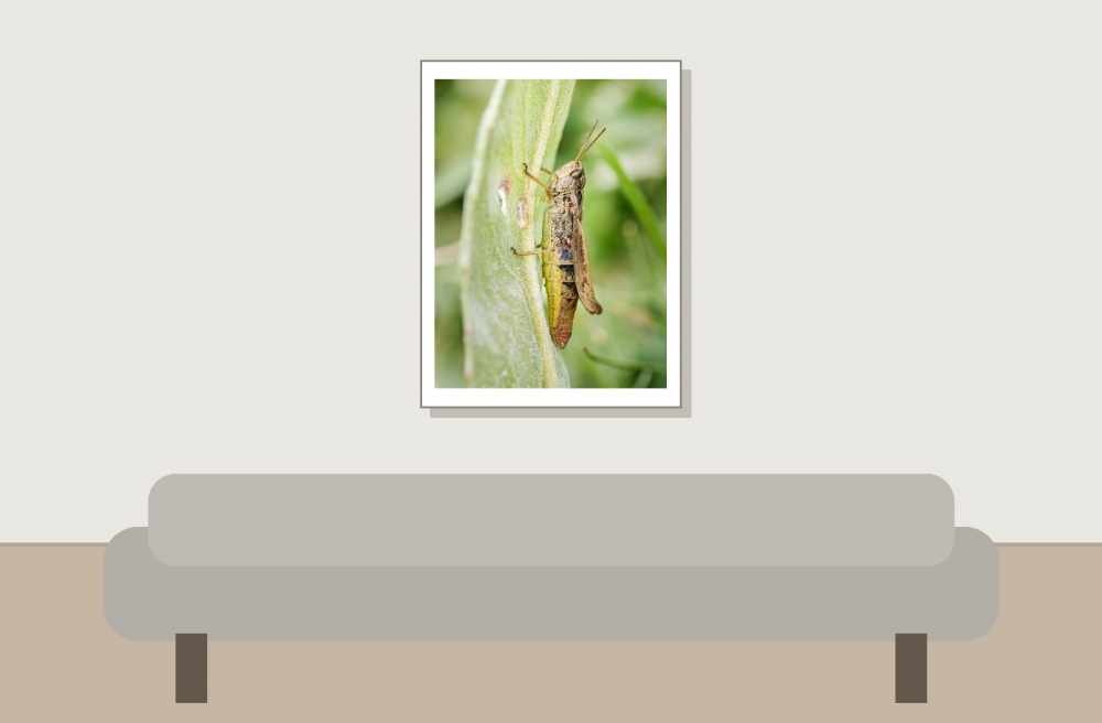 Chorthippus Apricarius — 20250812 — 30 × 40 cm