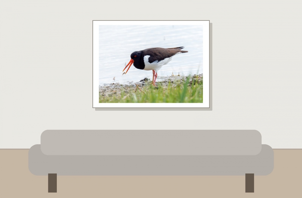 Haematopus Ostralegus — 20250518 — 40 × 30 cm