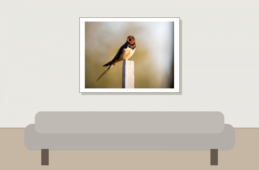 Hirundo Rustica — Rosnay — 40 × 30 cm