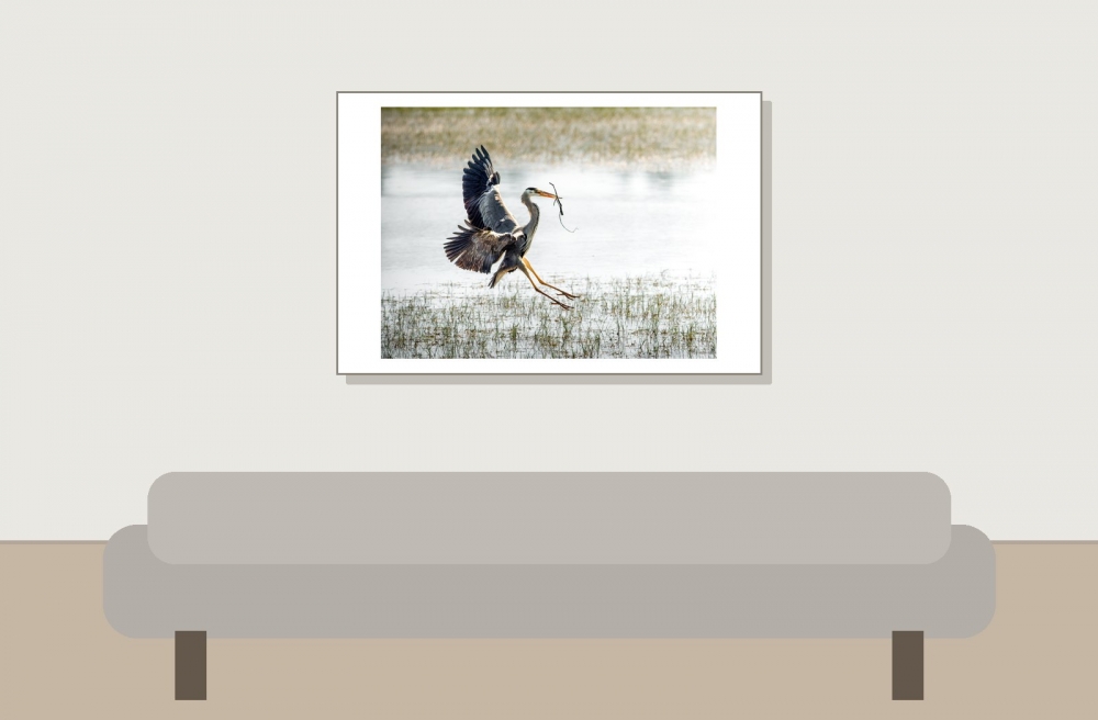 Grey Heron in Rosnay — 60 × 40 cm