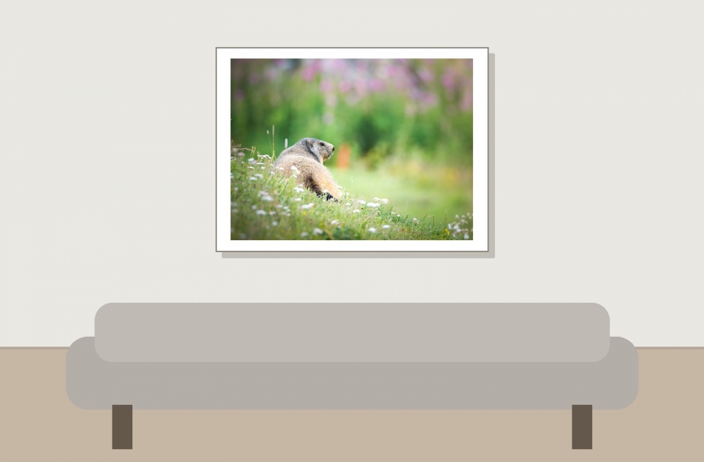 Marmota Marmota — 20250811 — 40 × 30 cm