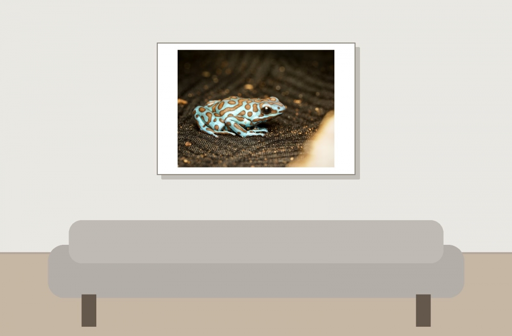 Dendrobates Auratus — 20251115-2025-11-15 — 60 × 40 cm