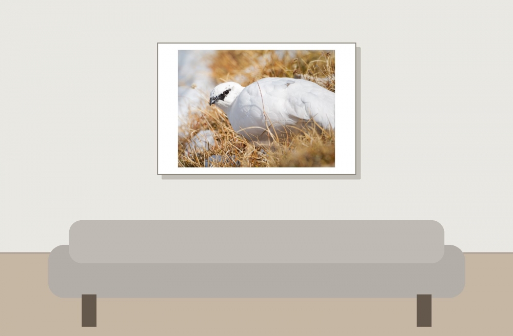 Lagopus Muta 083 — Saint-Agnan-en-Vercors — 60 × 40 cm