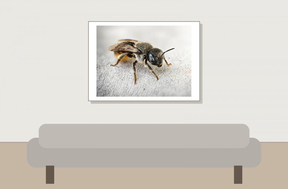 Osmia Spinulosa — Venoy — 70 × 50 cm