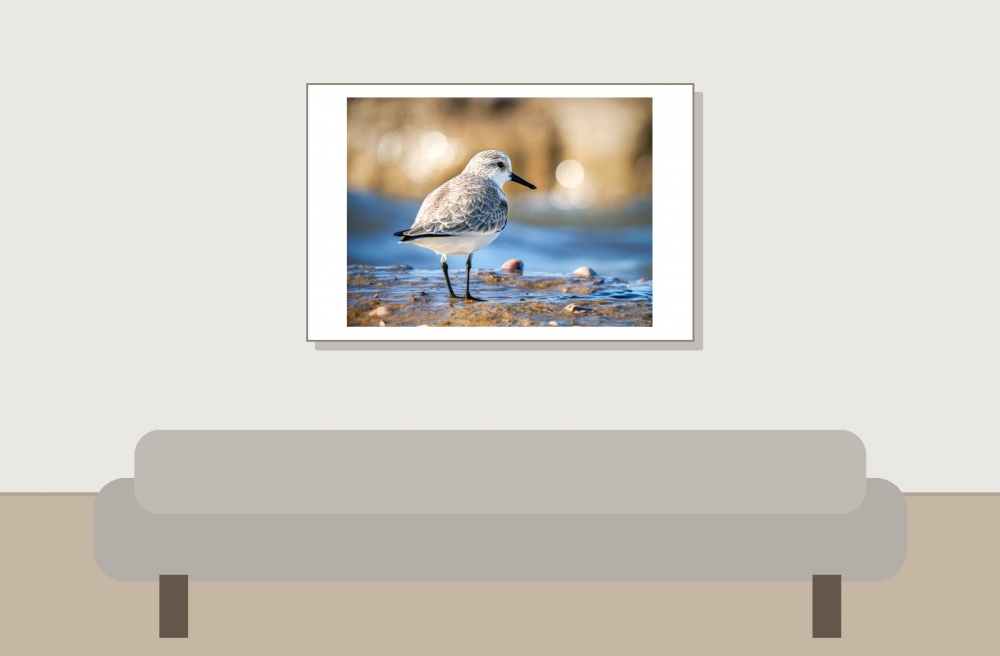 Calidris Alba — 20251205 — 60 × 40 cm