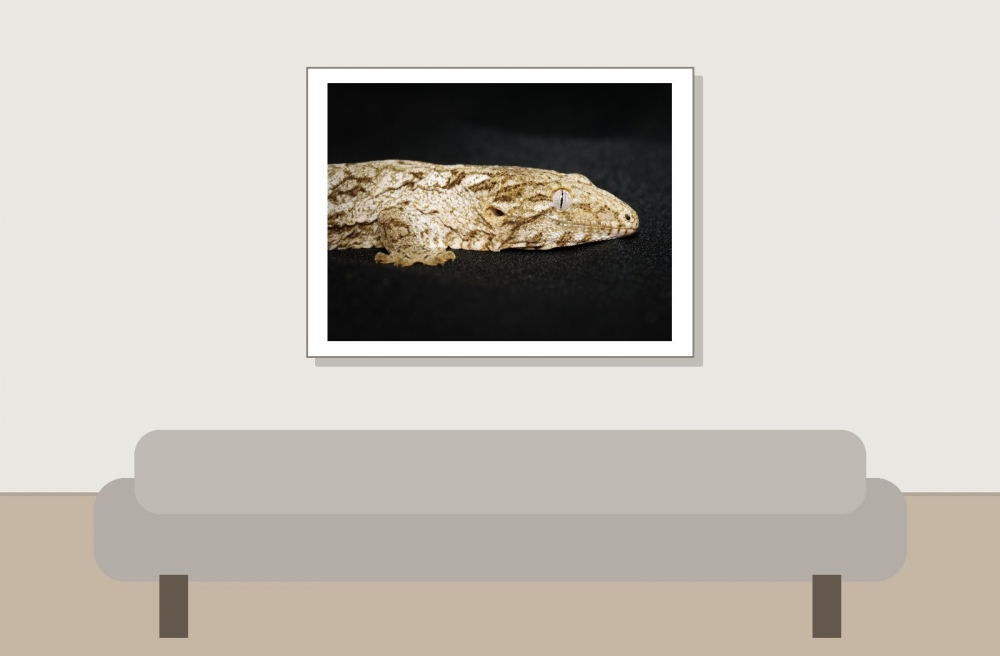 Rhacodactylus Auriculatus — 20251115-2025-11-15 — 40 × 30 cm