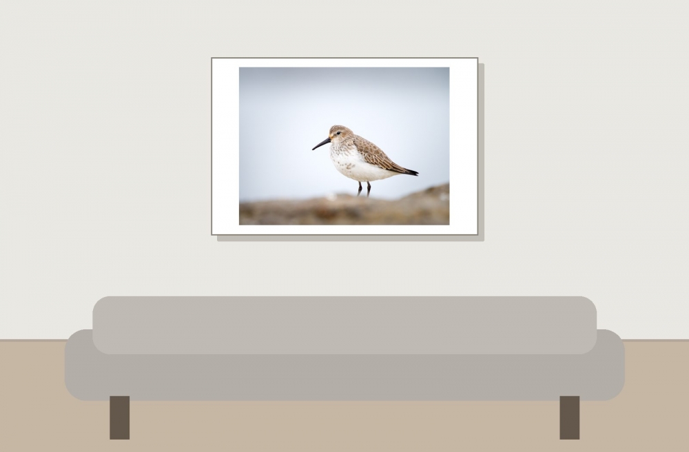 Calidris Alpina — 20251204 — 60 × 40 cm