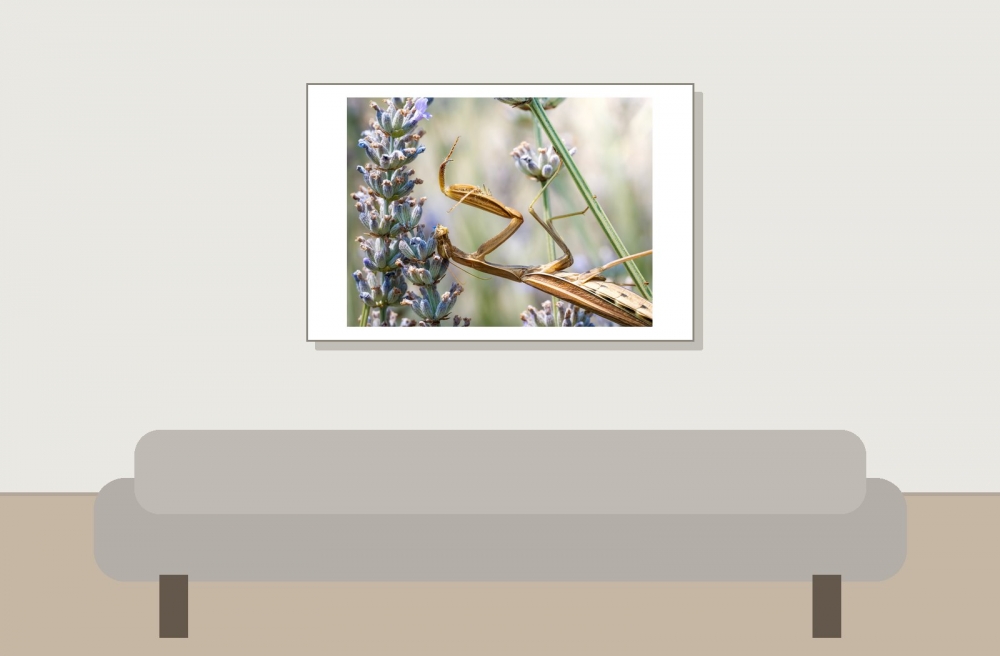 European Praying Mantis in Venoy — 60 × 40 cm