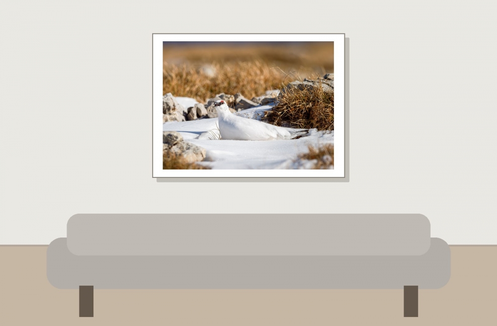 Lagopus Muta 163 — Saint-Agnan-en-Vercors — 40 × 30 cm