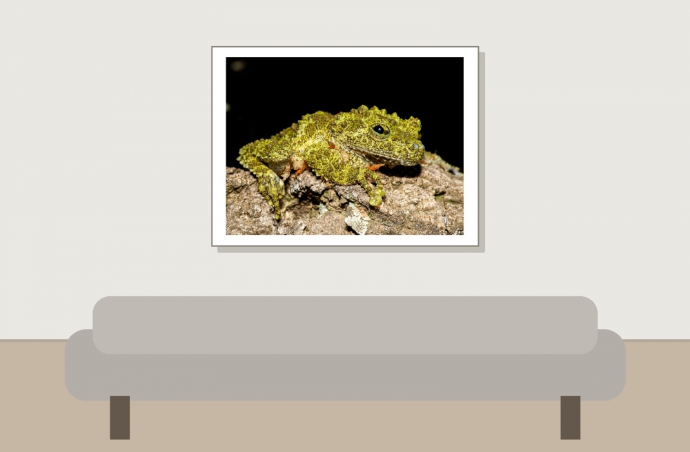 Theloderma Corticale — 20251115-2025-11-15 — 40 × 30 cm