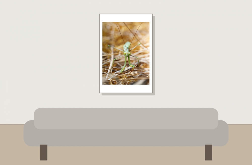 European Praying Mantis in Venoy — 40 × 60 cm
