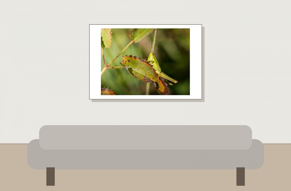 Small Gold Grasshopper in Frasne — 60 × 40 cm
