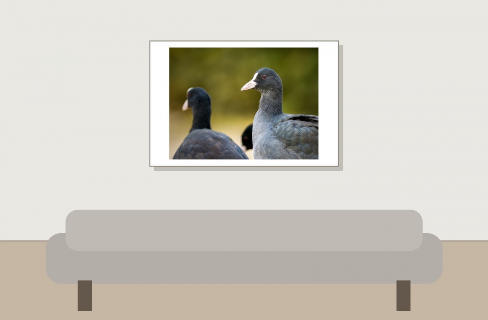 Fulica Atra — Bois de Boulognes — 60 × 40 cm