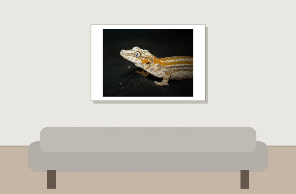 Rhacodactylus Auriculatus — 20251115-2025-11-15 — 60 × 40 cm