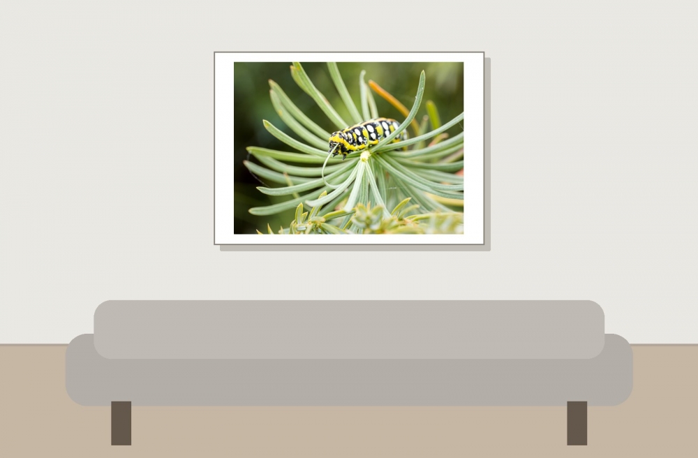 Hyles Euphorbiae — 20250810 — 70 × 50 cm