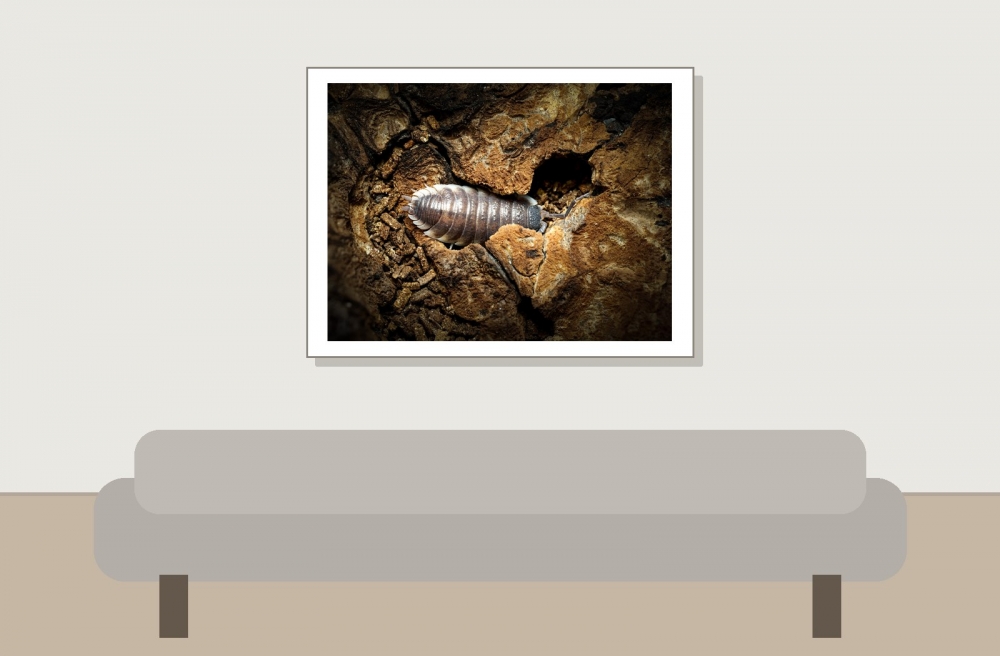Porcellio Hoffmannseggi — 40 × 30 cm