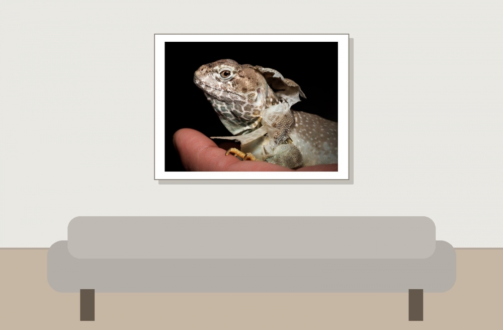 Crotaphytus Collaris — 20251115-2025-11-15 — 40 × 30 cm