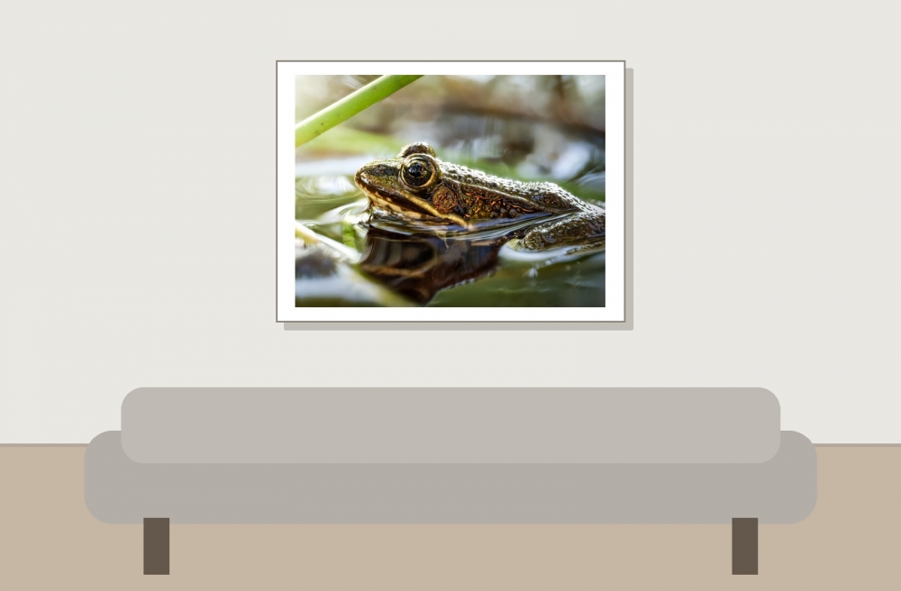 Water Frog in Mézières-en-Brenne — 40 × 30 cm