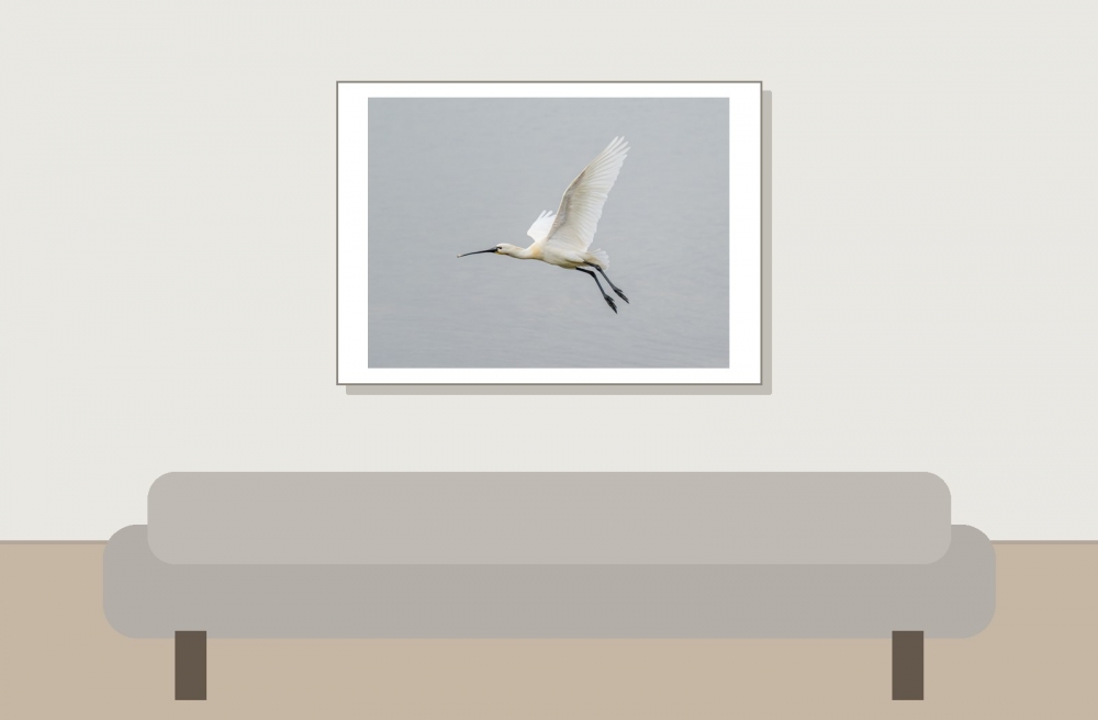 Platalea Leucorodia — 20250518 — 70 × 50 cm