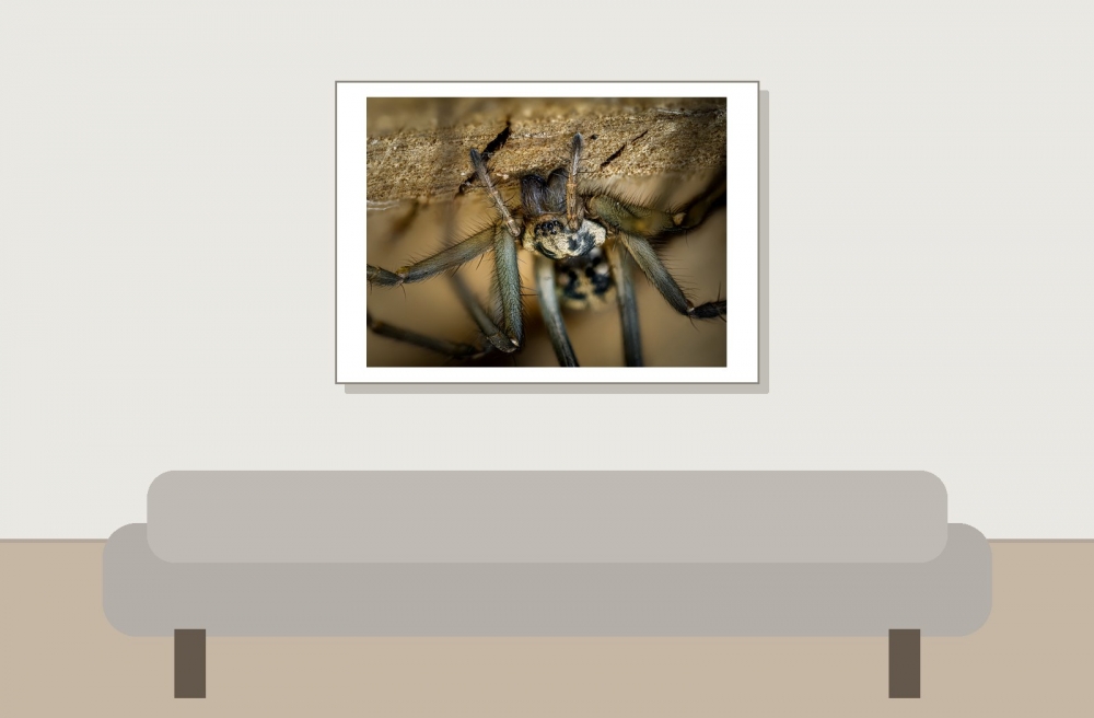 Eratigena Spec — Mézières-en-Brenne — 70 × 50 cm
