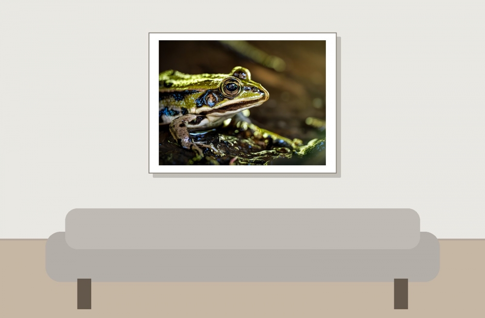 Water Frog in Mézières-en-Brenne — 40 × 30 cm