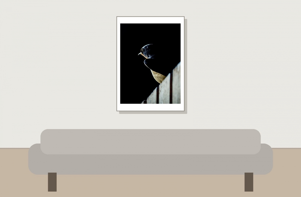 Hirundo Rustica — Rosnay — 50 × 70 cm