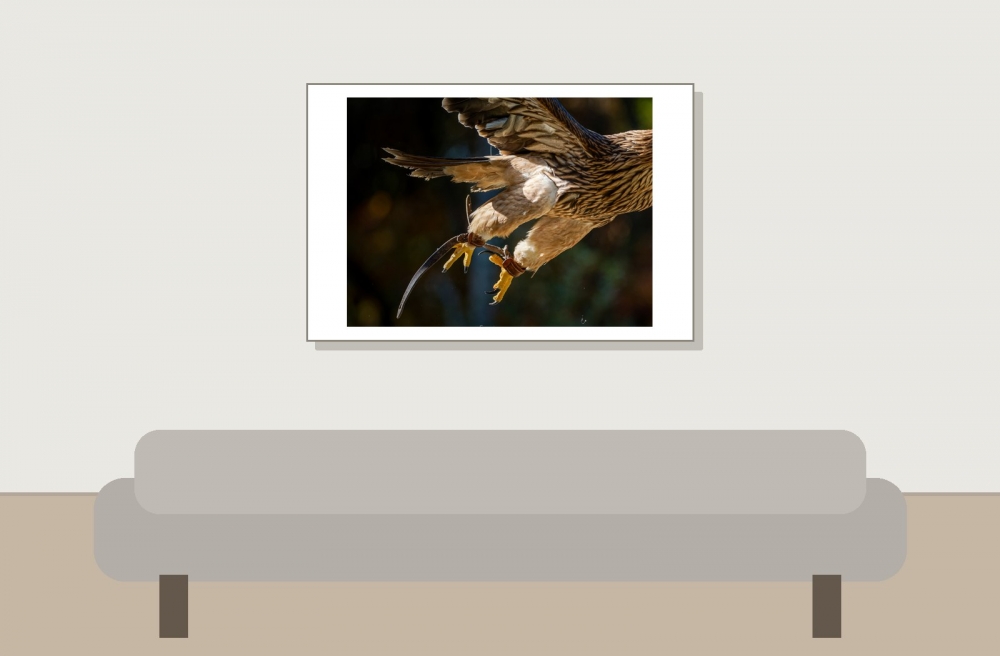 Aquila Chrysaetos — 20251014 — 60 × 40 cm