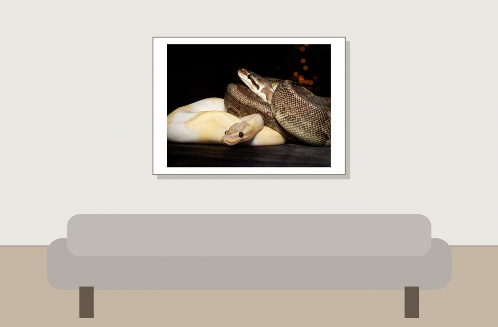 Piebald — 20251118-2025-11-15 — 70 × 50 cm