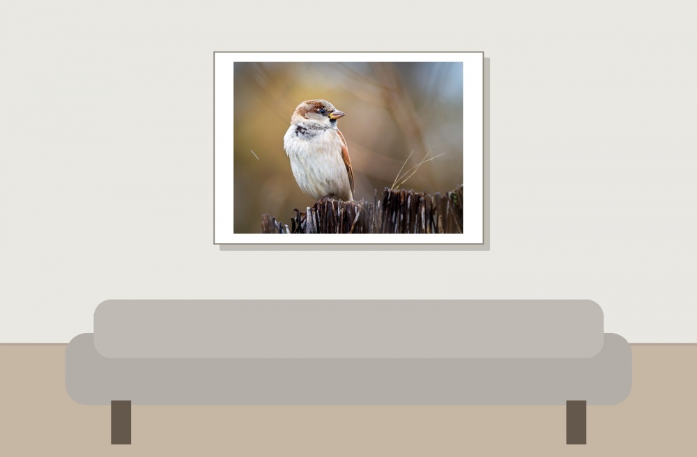 House Sparrow in 20251201 — 70 × 50 cm