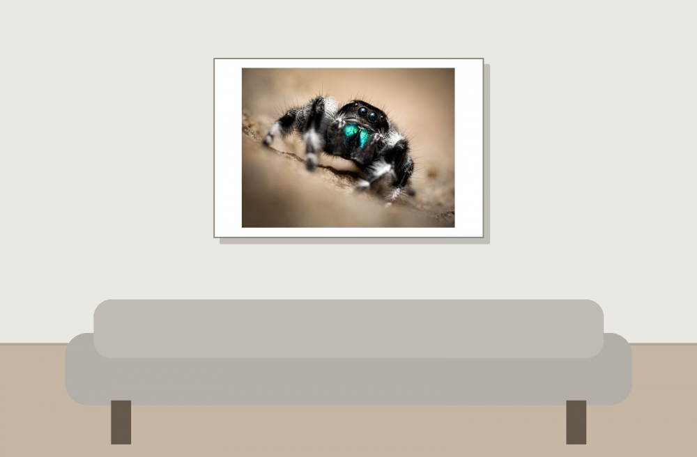 Tchala — Phidippus regius White Bahamas — 60 × 40 cm