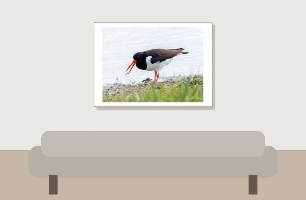 Haematopus Ostralegus — 20250518 — 70 × 50 cm