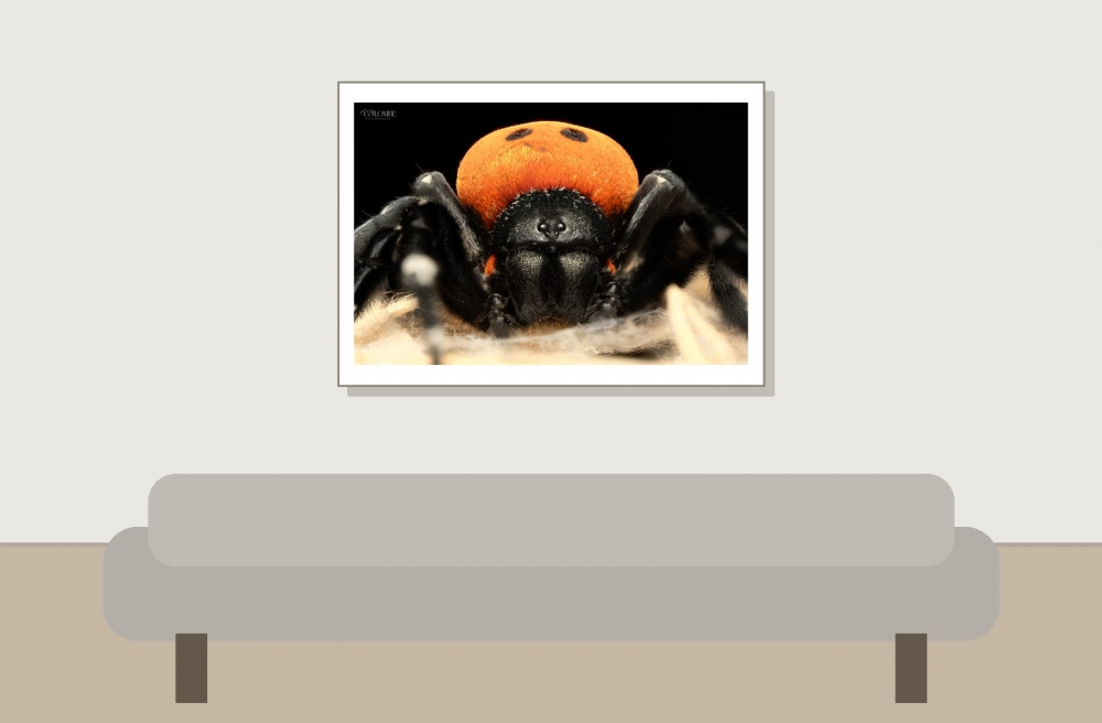 20250124,25 Bigboule Eresus Walckenaeri — 70 × 50 cm