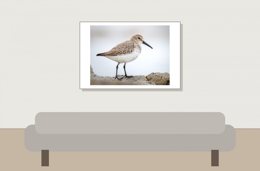 Calidris Alpina — 20251204 — 60 × 40 cm