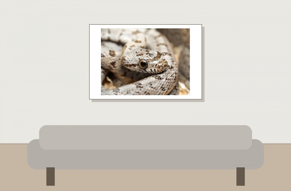 Pantherophis Bairdi — 20251115-2025-11-15 — 60 × 40 cm