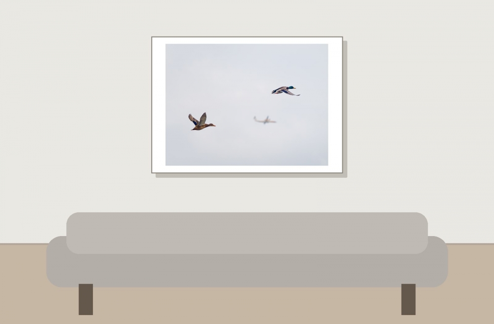 Anas Platyrhynchos — 20251201 — 70 × 50 cm