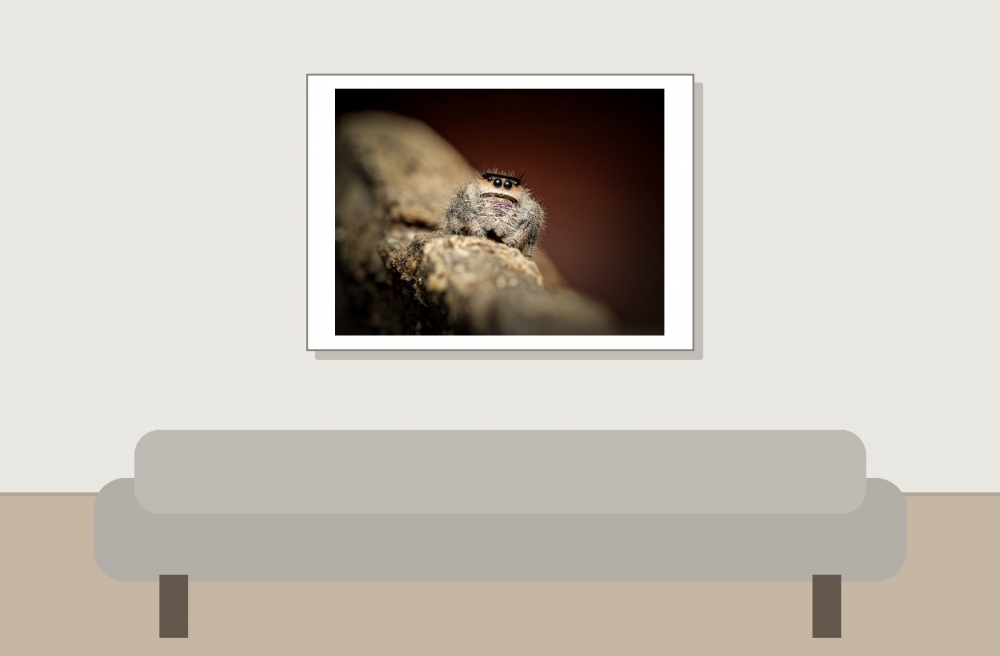 Sofia — Phidippus Regius Le gosier — 70 × 50 cm