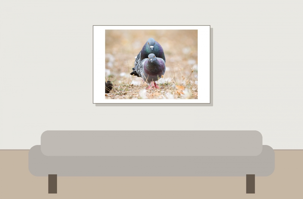 Columba Livia Var. Domestica — Bois de Boulognes — 60 × 40 cm
