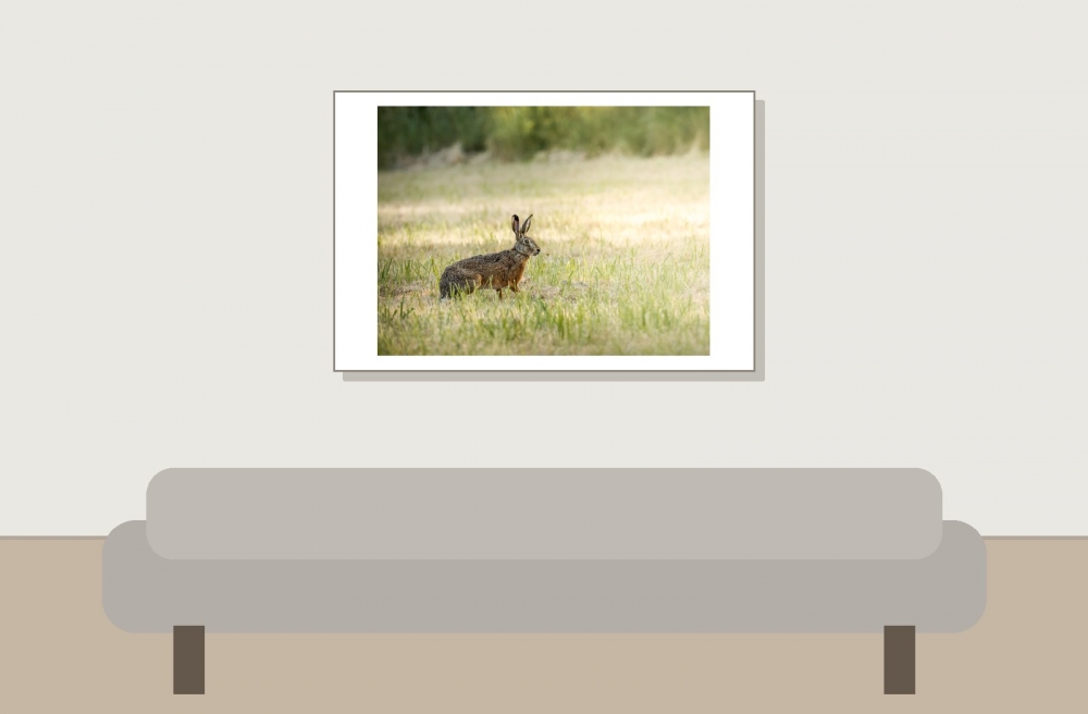 Lepus Europaeus — Rosnay — 60 × 40 cm