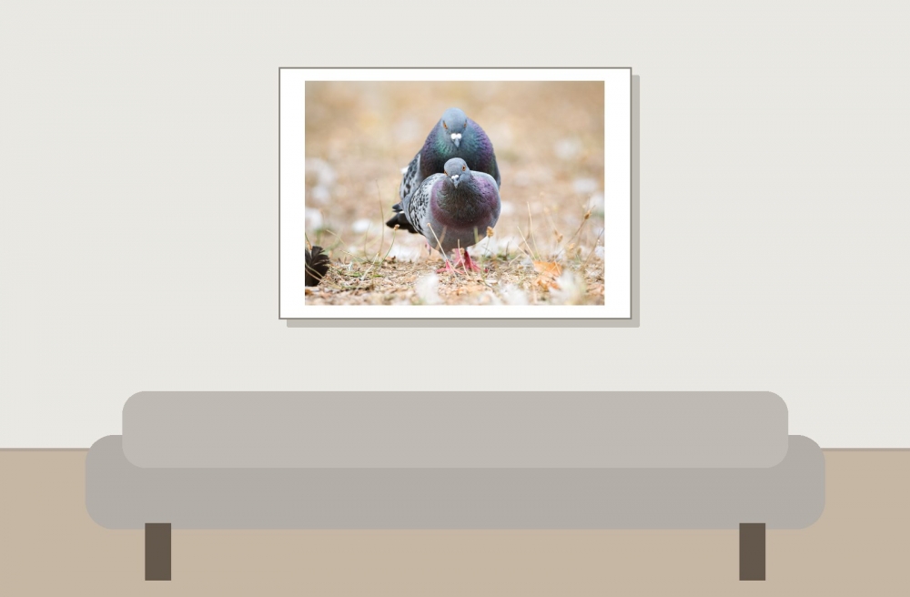 Columba Livia Var. Domestica — Bois de Boulognes — 70 × 50 cm