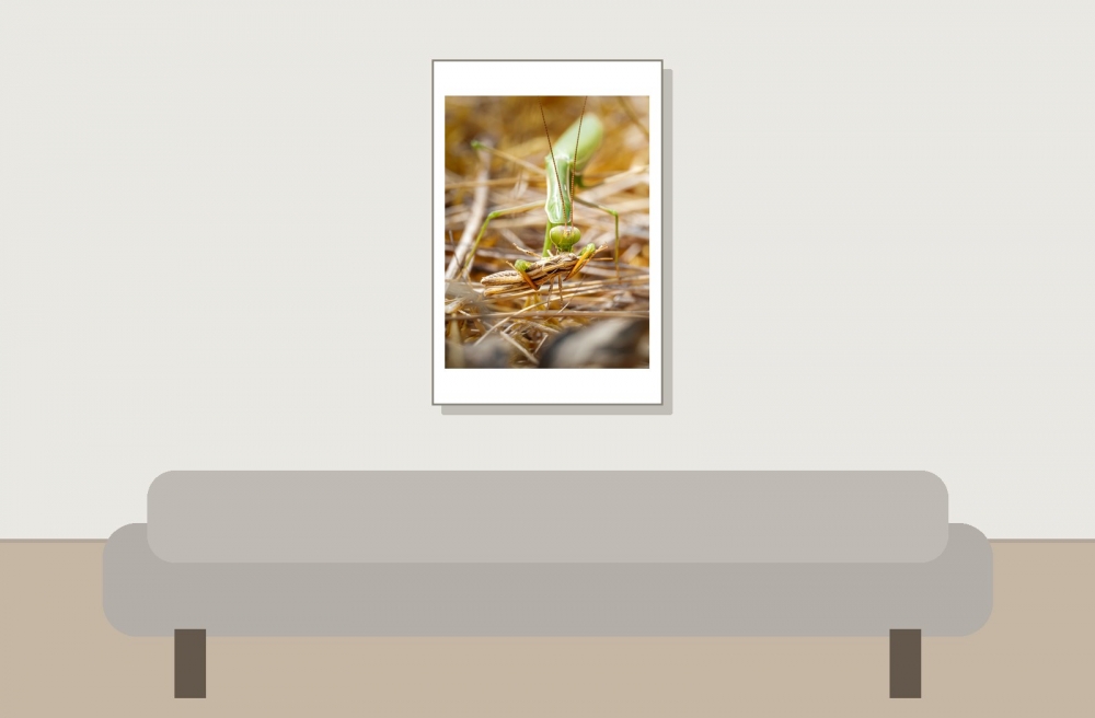 European Praying Mantis in Venoy — 40 × 60 cm