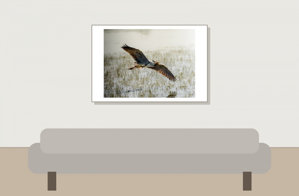Grey Heron in Rosnay — 60 × 40 cm