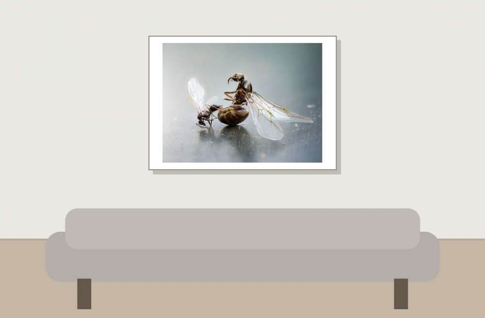 Lasius Niger — Sceaux — 70 × 50 cm