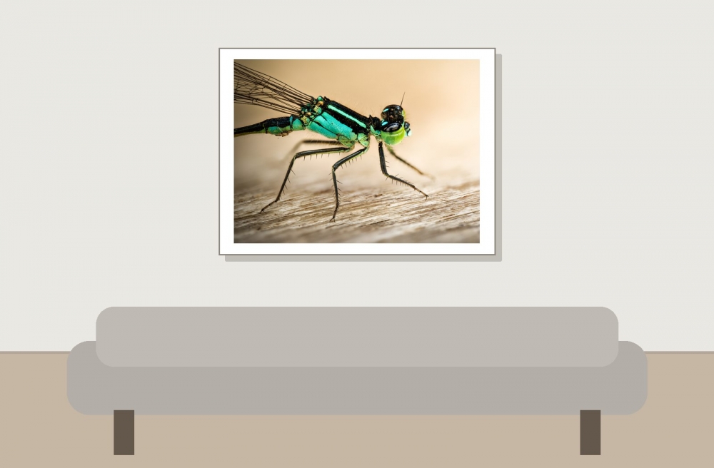 Ischnura Elegans — Mézières-en-Brenne — 40 × 30 cm