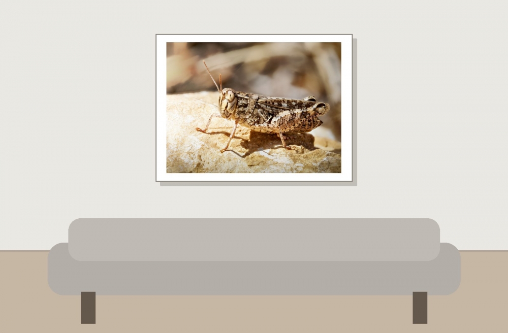 Calliptamus Spec. — Cheny — 40 × 30 cm