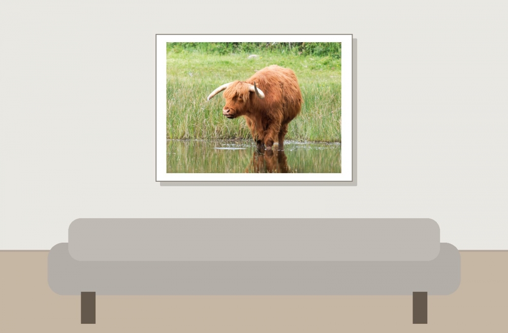 Boeuf Highland & Ardea Ibi — 20250518 — 40 × 30 cm