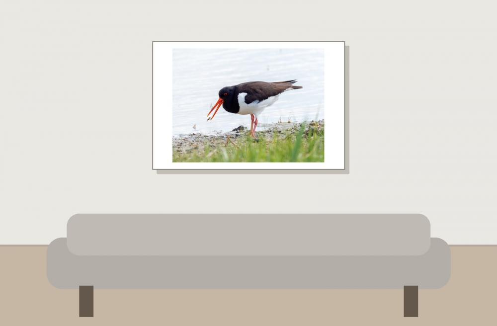 Haematopus Ostralegus — 20250518 — 60 × 40 cm