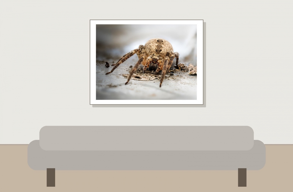 Zoropsis Spinimana — Joigny