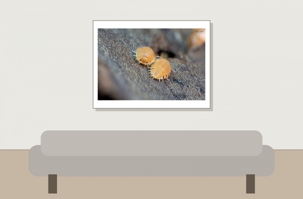 20250125 Porcellio Pruinosus Orange — 40 × 30 cm