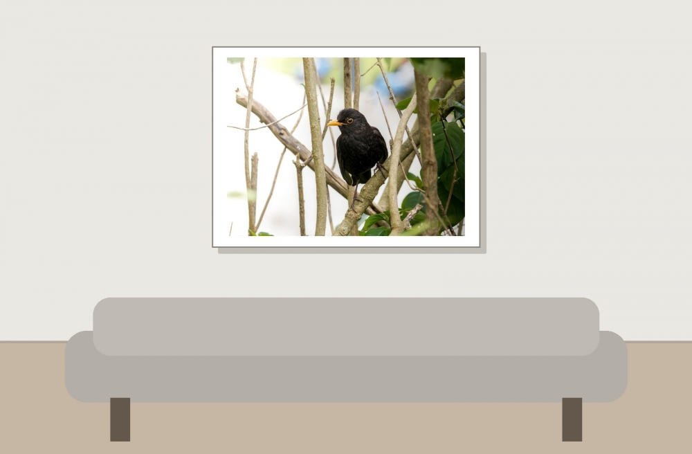 Turdus Merula — Lisbonne